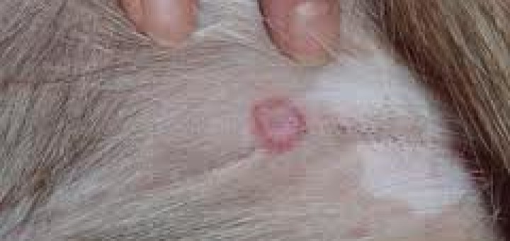 Shave Hair to Treat Ringworm in Pets