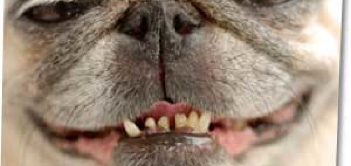National Pet Dental Health Month