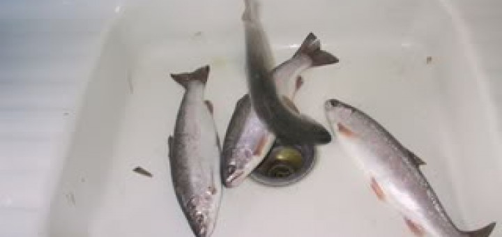 Frozen Fish Treats for Pets