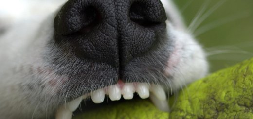 Hate Brushing Your Pet's Teeth? This 10-Second Routine Changes Everything.